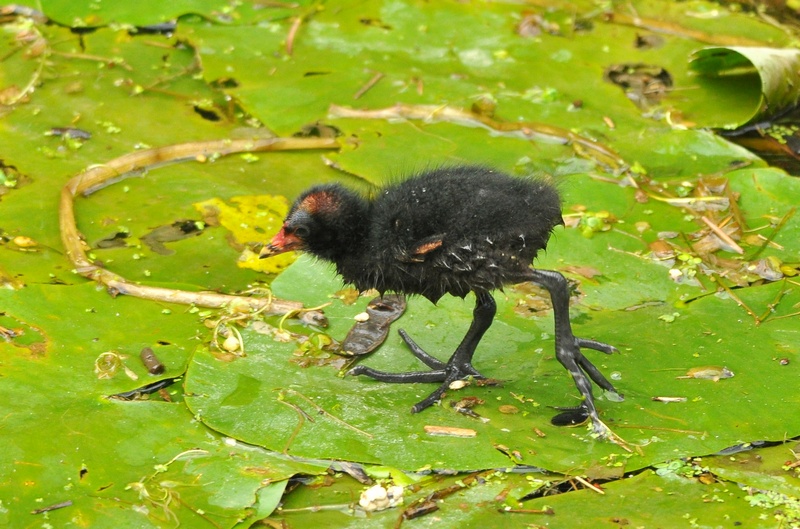 Avifauna humor